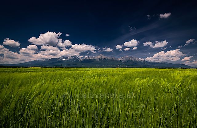 Mám rád tyto pohledy na Vysoké Tatry, šel jsem do pole, abych zachytil mírný vánek v klasech a v dálce Tatry